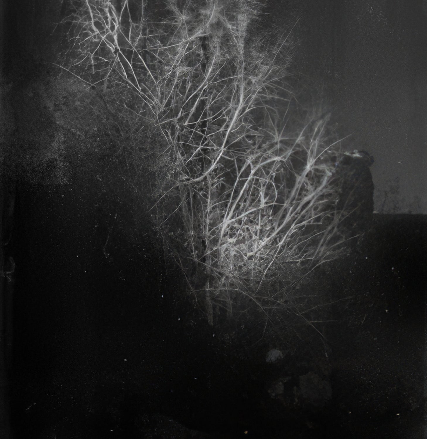 White Wind / 2024 e. 1/5